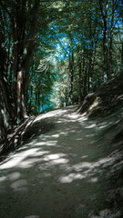 Path in forest, poland countryside, summer vibe path