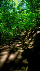 Path in forest, poland countryside, summer vibe path