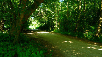 Path in forest, poland countryside, summer vibe path