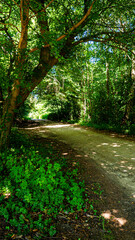Path in forest, poland countryside, summer vibe path
