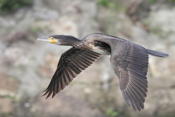 Cormorant in flight