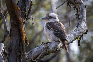 A Laughing Kookaburra perched on a tree branch