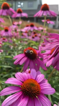 bee on echinacea flowers in the garden