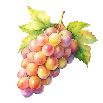 Watercolor illustration of ripe and juicy grapes isolated on a transparent background