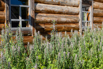  traditional russian building in central part of Ural