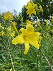 Obraz premium yellow lilies in the garden