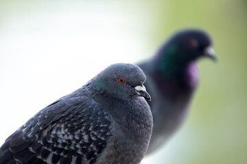 Rock Pigeon (Columba livia) Found in Urban Areas Worldwide