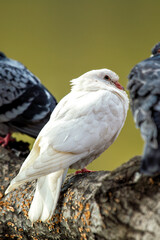 Rock Pigeon (Columba livia) Found in Urban Areas Worldwide