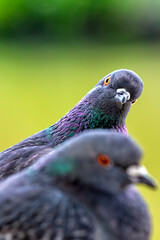 Rock Pigeon (Columba livia) Found in Urban Areas Worldwide