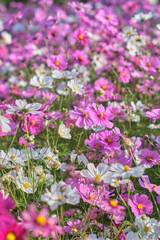 Obraz premium コスモス