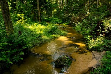 Rzeka Jeleń w Puszczy Solskiej w letnie popołudnie © Jerzy