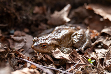 Close up of brown frog sitting in the dry leaves. Toad on the ground, wildlife, spring season, amphibia