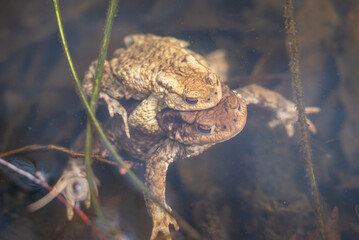 Frogs pair, close up in the water. Concepts of spring season, reproduction of amphibians, breeding in the wild world, life of toads