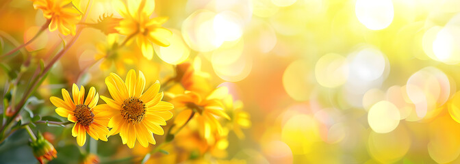 Obraz premium Beautiful yellow flowers on blurred background with bokeh and copy space. Autumn or summer festive natural background.