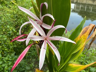 Pictured flowers are purple-red and large. slightly white The inner petals are pinkish-white. The...