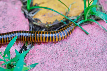 Close-up of Millipede on cement floor