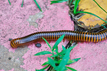 Close-up of Millipede on cement floor