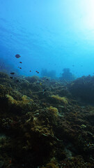 Underwater photo of a colorful coral reef and school of fish. From a scuba dive in Bali.