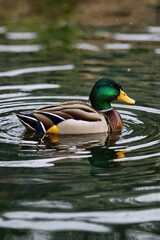 Fototapeta premium A duck is swimming in a pond