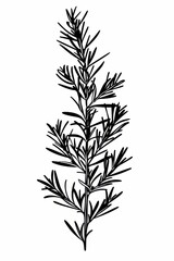 Fototapeta premium Black and white flat vector art of a rosemary sprig, svg style, isolated on white background, simple vector art design 