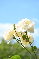 White blooming rose