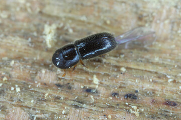 Fruit-tree pinhole borer or keyhole ambrosia beetle (Xyleborinus saxesenii). is a pest among other fruit trees.