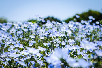 ネモフィラ 瑠璃唐草 ルリカラクサ 青い花 初夏