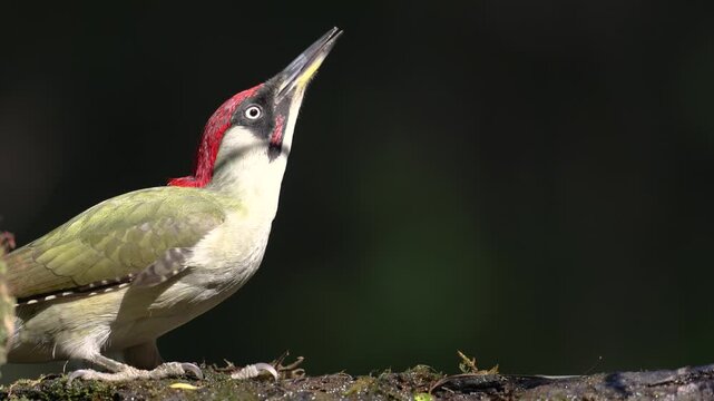 Bird - Green woodpecker Picus viridis on forest pond, bird drinking water, wildlife Poland Europe