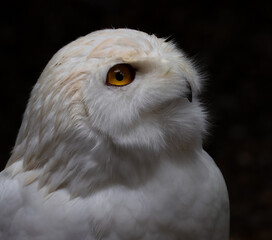 Obraz premium Snowy Owl Profile