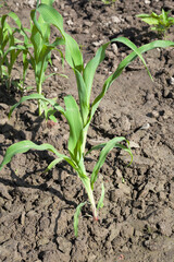 Young corn grows on the farmer's field.