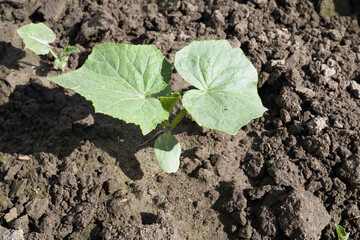 Young cucumber plant in the soil. Close-up.