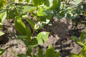 Blueberries on the plantation. Green berries ripened on plants. Saturated spring green.