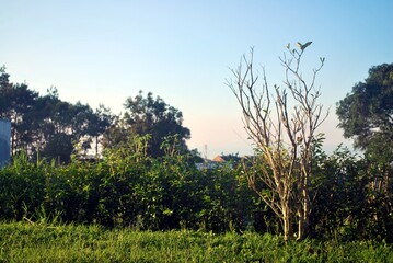 Beautiful morning view in a village. Lush green bushes, grass, a small tree, and clear blue sky. Huge tree in the background. Selective focus