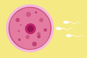 sperm and egg fertillization