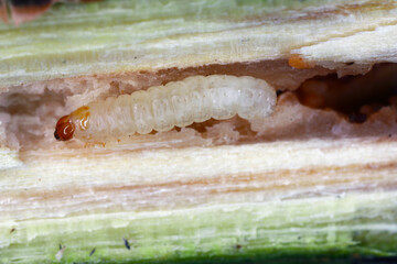 Current Clearwing (Synanthedon tipuliformis). Caterpillar in the place of development - currant shoot.