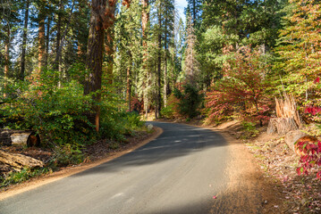 Narrow curvy road through giant sequia forest on a sunny autumn day