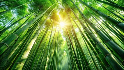 Lush green bamboo forest with sunlight filtering through the leaves, bamboo, forest, nature, green, lush, tranquil, peaceful