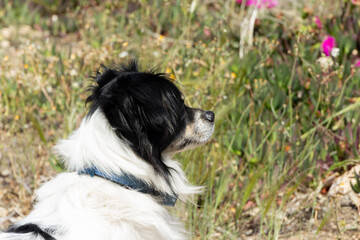 Obraz premium Dog portrait sitting attentively outdoors amidst blooming flowers, enjoying peaceful afternoon.
