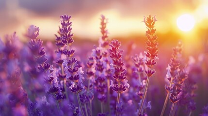 Vibrant Lavender Field at Sunset