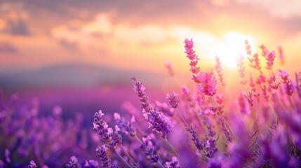 Naklejka premium Stunning Lavender Field at Sunset: A Breathtaking Natural Landscape