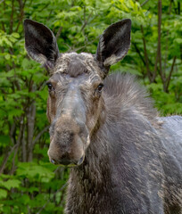 Fototapeta premium Moose Portrait