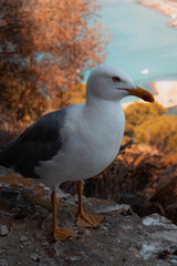 Gaviota en una roca mirando a la playa
