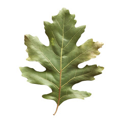 Fototapeta premium Green oak leaf