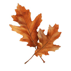 Fototapeta premium Illustration of autumn oak leaves