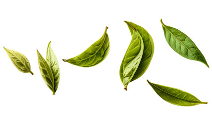 Naklejka premium Green tea leaf isolated on transparent background