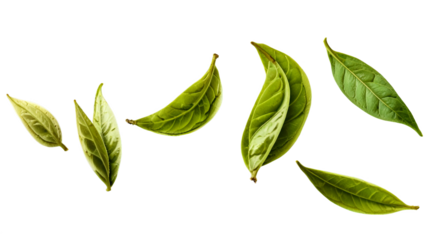 Green tea leaf isolated on transparent background