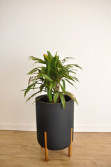 Drascena planta folhas verdes tricolor 