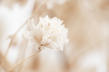 Single Romantic gypsophila beige white flower with white background macro