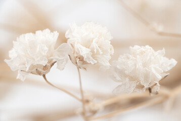 Three Romantic gypsophila beige white flowers with branches white background macro