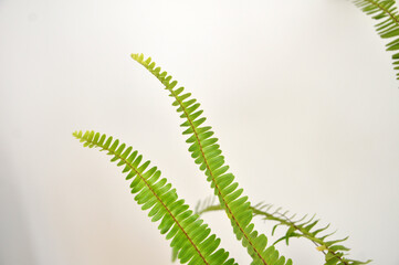 folhas de samanbaias planta pré histórica 